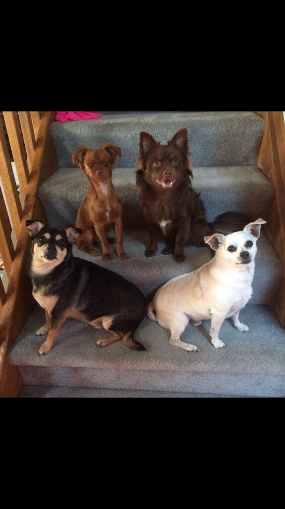 dogsofheritage's tweet photo. omg this is too cute 😂😍 Bentley, penny, jack and Rico 🐶🐶🐶🐶 https://t.co/jH17gpqBGu