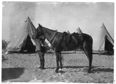 AnzacLive's tweet photo. @DorsetLondoner @StephenClarkeNZ Indeed. Sandy, the mount of the fallen General William Throsby Bridges. https://t.co/HKbD9gQnio