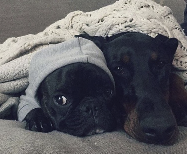potterybarn's tweet photo. Is #Monday over yet? #pbpet
https://t.co/YVniRWXfEm https://t.co/eMGbsx3xsk