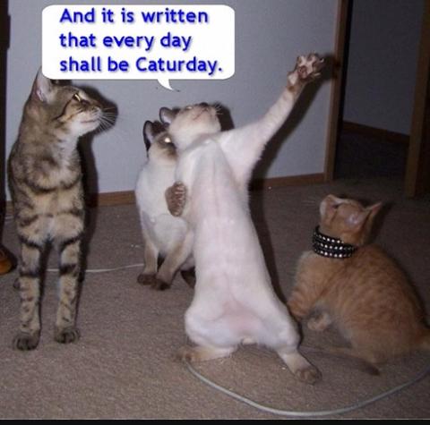 originaltacocat's tweet photo. #Caturday everyday @TanyaInAlameda @4nbltruths @BigEyeBeanieBoo @DesertTacocat @THExDOGFATHERx @WeLikeAnimals https://t.co/AEZ4I9inkh