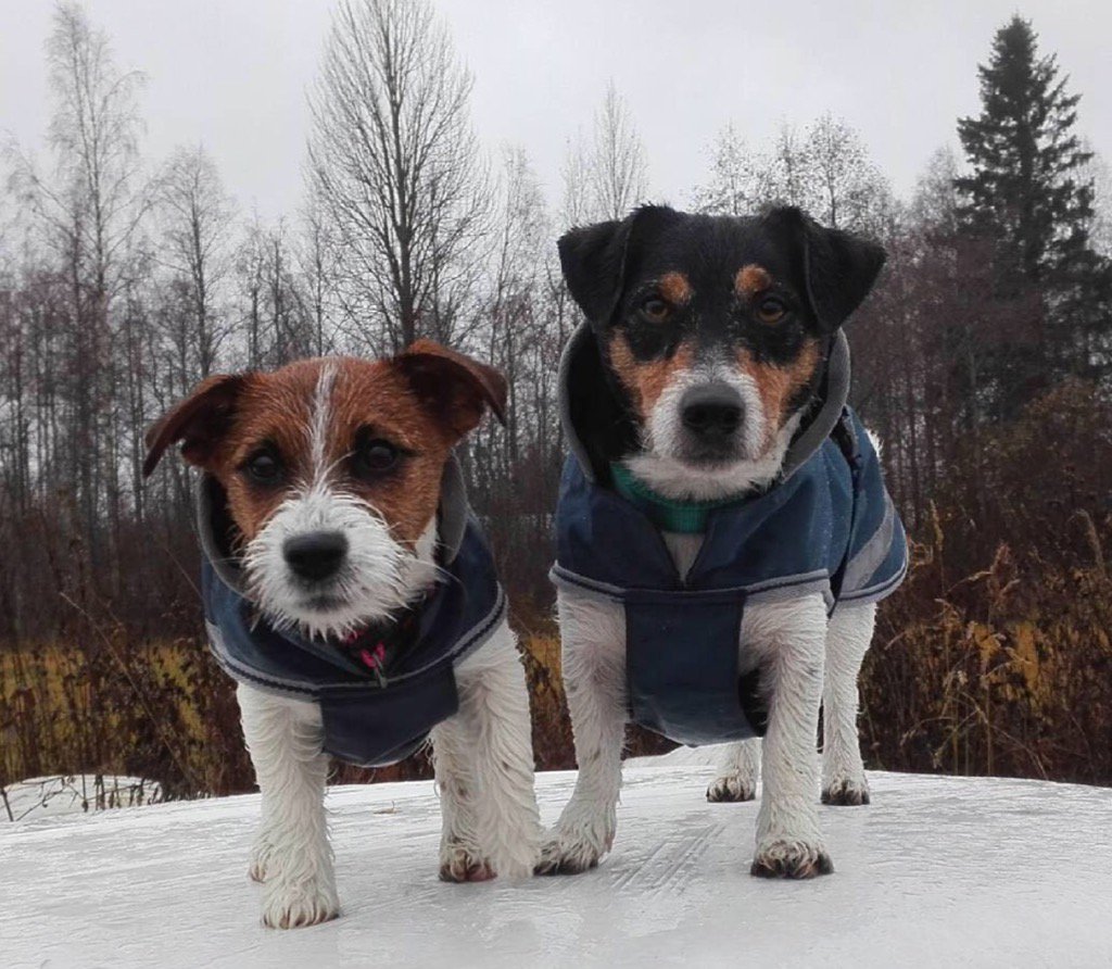 Matching Freedom Dog Rugs!