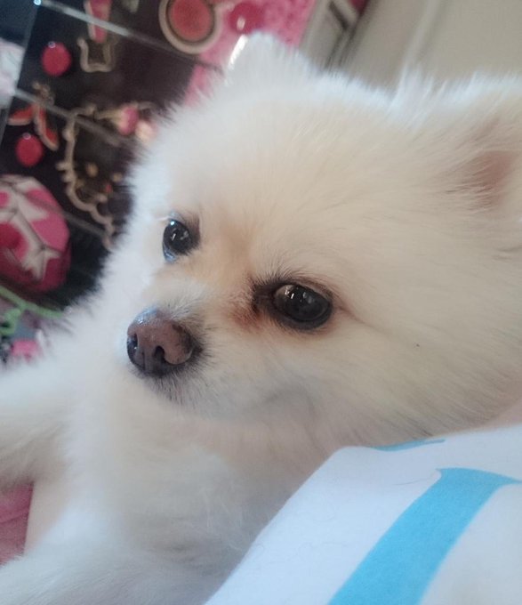 おはよー*｡٩(ˊvˋ*)و✧*｡ 今日は☀で暖かくなる*｡٩(ˊvˋ*)و✧*｡ 今日のジュウザ君🐾 https://t.co/EmTrv9rYEb