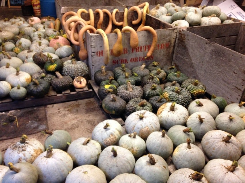 Squash harvest about 2/3rds done #foodallwinter