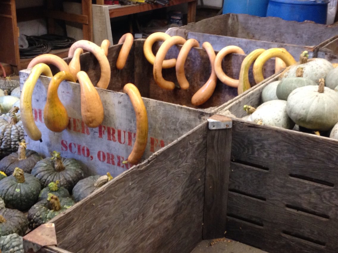 Hanging tromboncino to dry #poshsquash