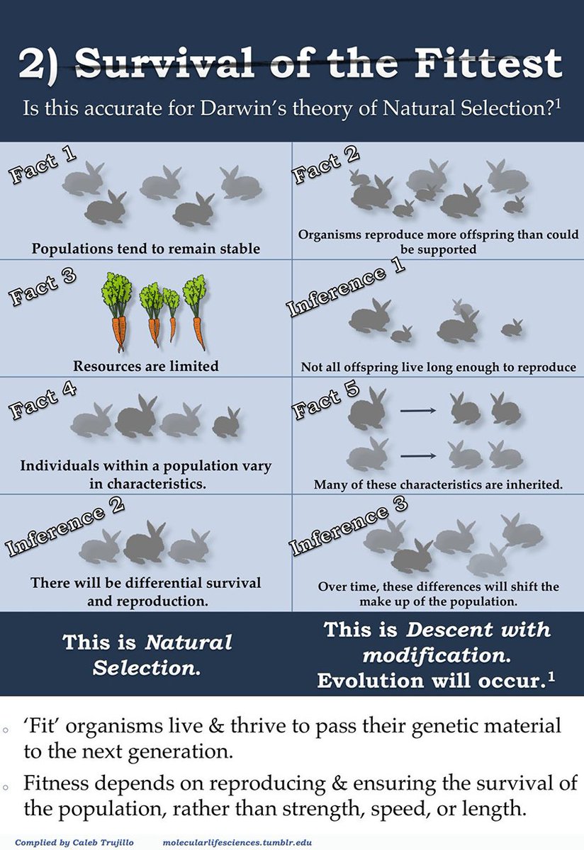 DoYouScience's tweet image. Popular misconceptions about evolution that everybody should know: