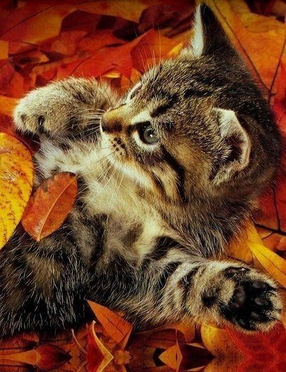tay_sai's tweet photo. @redcat_t https://t.co/ePVNFX59Xo