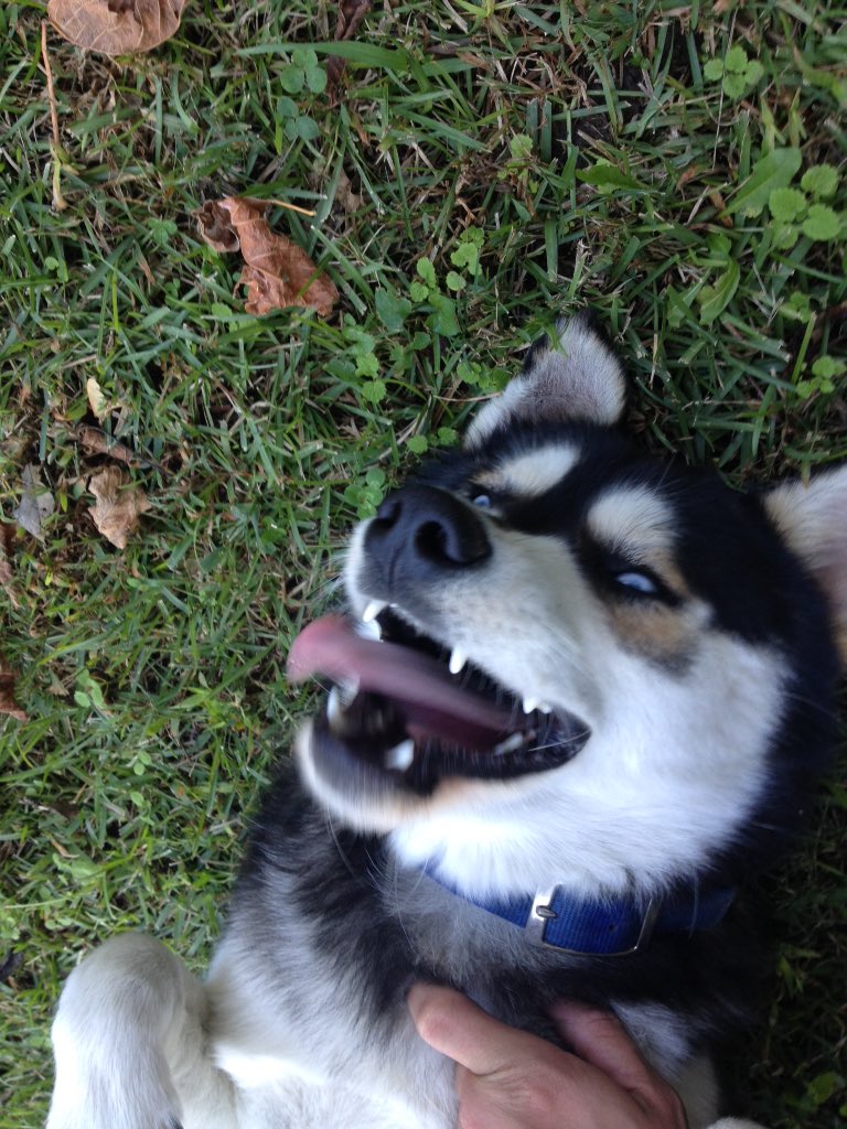 oceanpotionBR's tweet photo. His "playing dead" face https://t.co/xeF4FENyXR