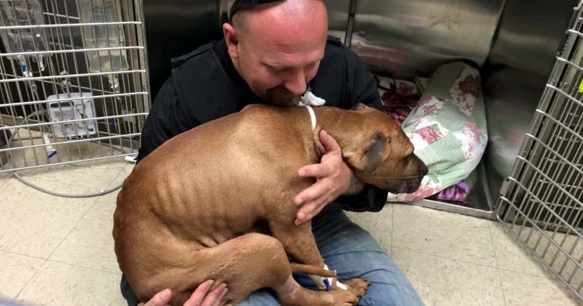 HuffPost's tweet photo. Pit Bull forced to fight and left to die finally gets love, 'teaches us forgiveness" https://t.co/vbjneLs9yf https://t.co/ekBRopkDzb