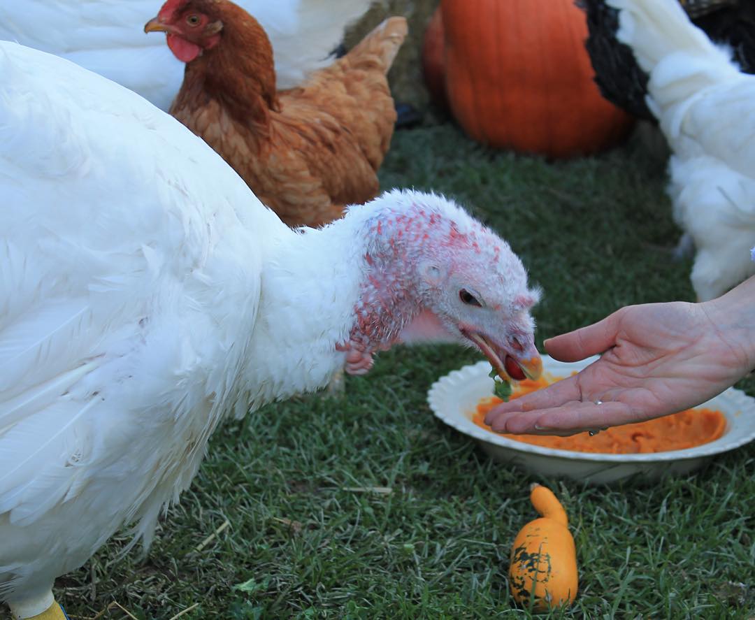 peta's tweet photo. Turkeys should be eating cranberries, not dead on a plate next to them. Have a #CrueltyFree holiday season. #Vegan https://t.co/UjYaeYdnZe