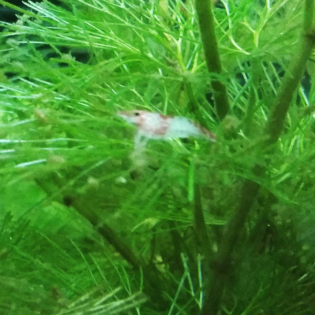 Akvaristan's tweet photo. #akvaristan #aquarium #akvaryum #aquarien Change he's cover
#RedRilli #Shrimp #Aquascape by @suryauyasyahroni https://t.co/CA2KMBIPox