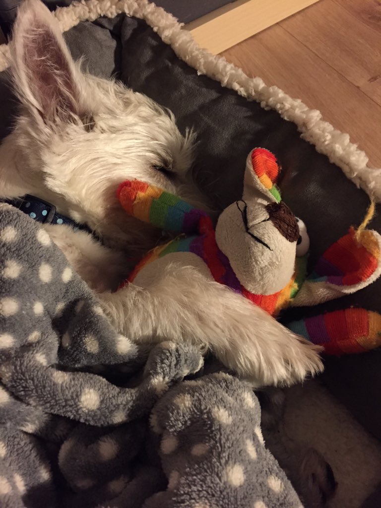 LittleLewieBoo's tweet photo. This is me sleeping with my rainbow dog. https://t.co/5pghzX09D3