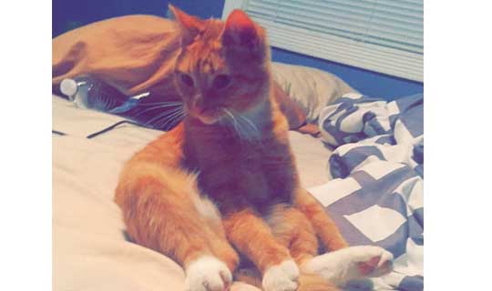 mylostpetalert's tweet photo. Lost Dog in Georgetown Township, MI (49428) #georgetowntownship #lostdog #lostpet https://t.co/F0DfSGc3aB https://t.co/kWXtq6PAxB
