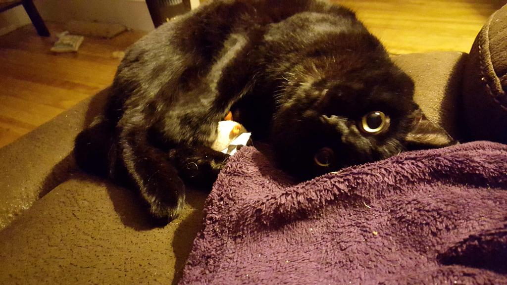 IonicIon's tweet photo. This is my mouse #allmine #alltheclaws https://t.co/ElktPDvCOm