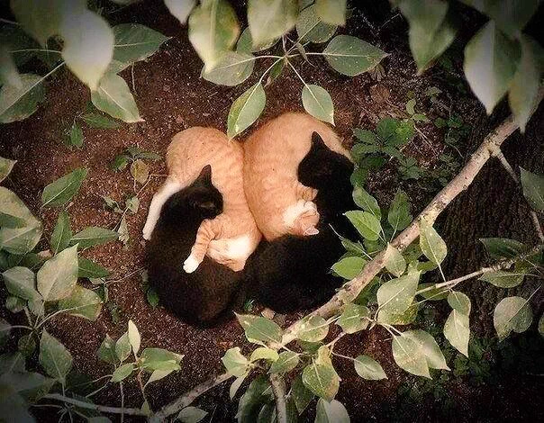 思わずミラクル‼と叫びたくなる猫の昼寝姿