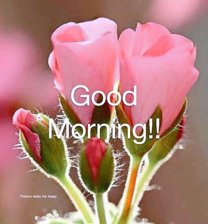 Its_Bijal's tweet photo. Don't postpone those small joys to "one of these days..."
Good Morning ☺
#followlife https://t.co/VFa47XXRkt