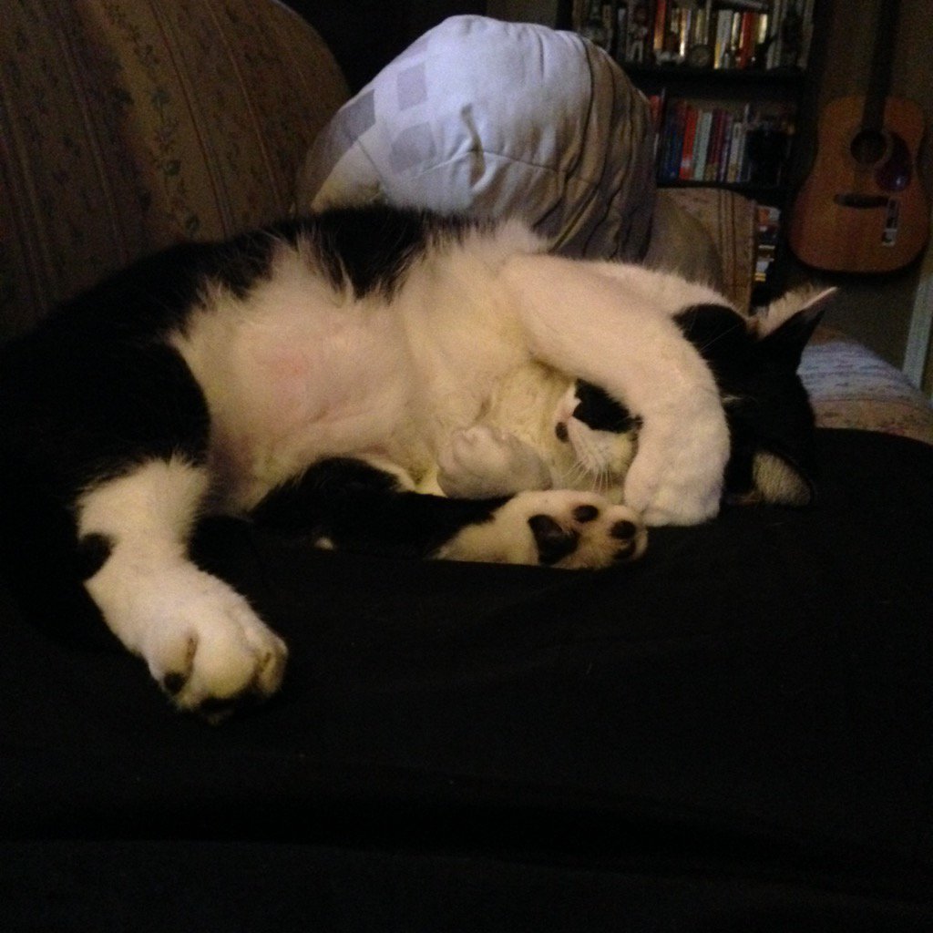nabooCATT's tweet photo. Sleepy kitty #thatsenoughphotosmom https://t.co/sUhJ9XXhh6