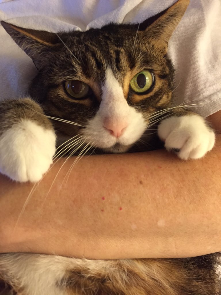 thatfatrayray's tweet photo. Oh....hey...didn't see you there. https://t.co/hScecPNjPH
