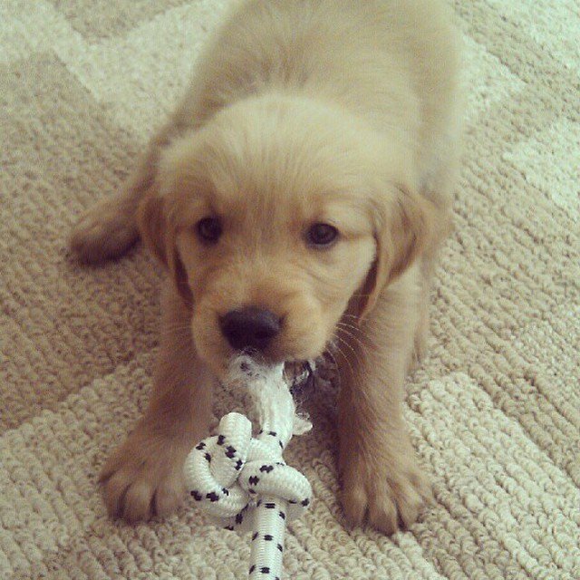 FurryCuddlyPets's tweet photo. https://t.co/i5OgWvvpO5