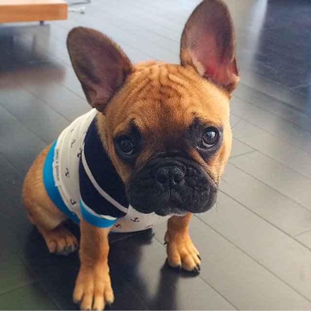 FurryCuddlyPets's tweet photo. https://t.co/R49RAnRp7x