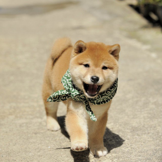FurryCuddlyPets's tweet photo. https://t.co/KshsNLWxGq