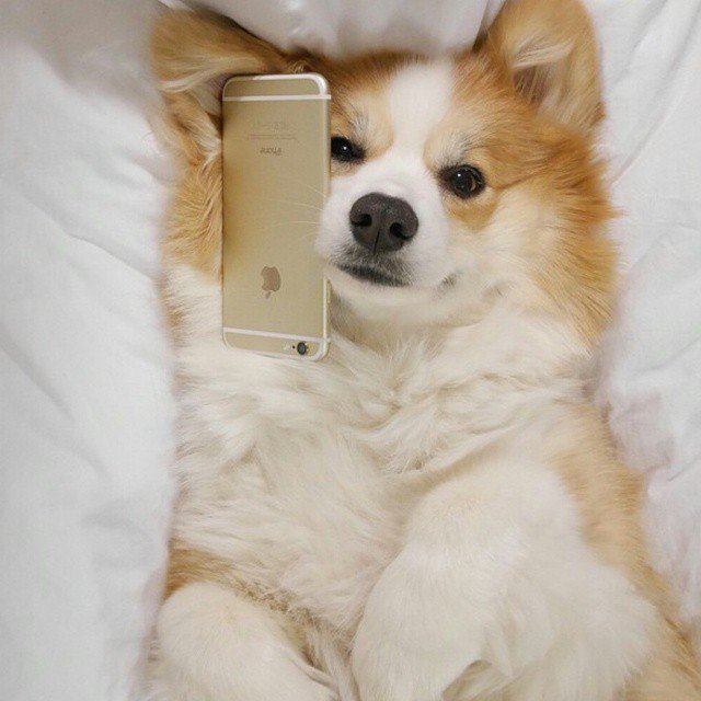 FurryCuddlyPets's tweet photo. https://t.co/MviSFoB2QQ
