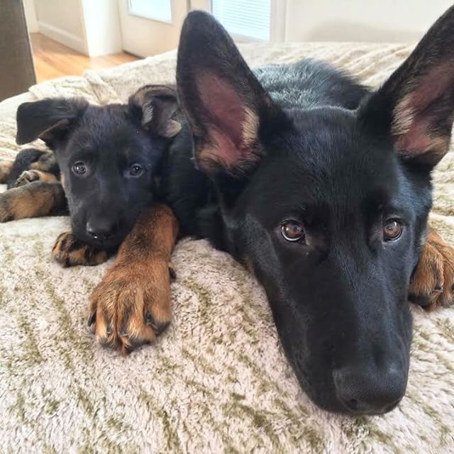 FurryCuddlyPets's tweet photo. https://t.co/HjNaC0RugD