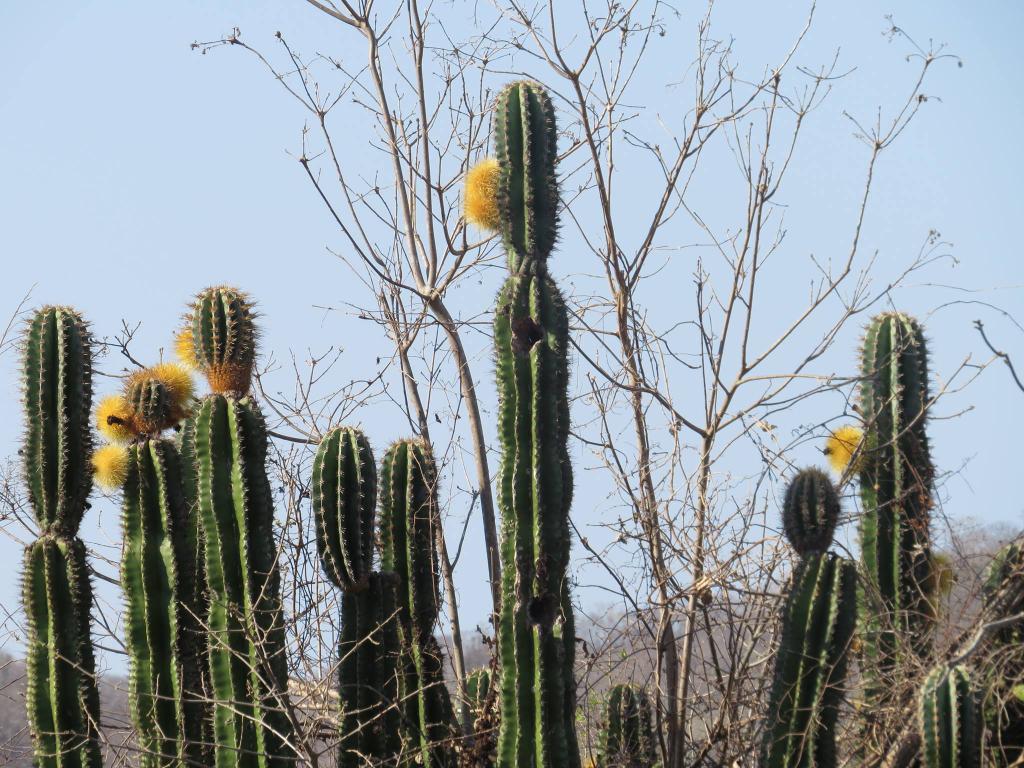 CONANP_mx's tweet photo. El #APFF Meseta de Cacaxtla, en Sinaloa, #México ya cuenta con su Programa de Manejo: https://t.co/I7kACLb9q9 https://t.co/CHGSz6M6wN
