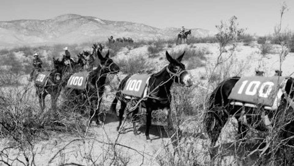 Onehundredmules's tweet photo. #100Mules testifies to the mule's role in the shaping of the West. 11/5 @VidiotsVideoLA https://t.co/r0ECZLCaO1 https://t.co/gTCCxZ2hdz