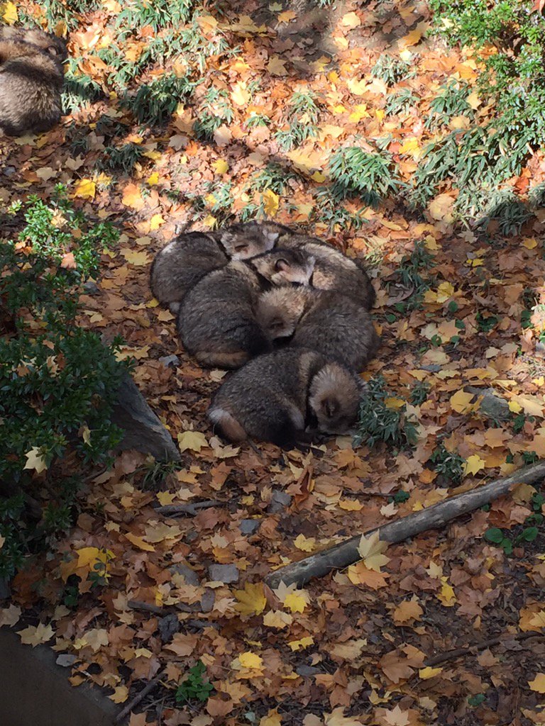 盛岡市動物公園のたぬき 寒さをしのぐため体を寄せあって眠る可愛い姿 ライブドアニュース