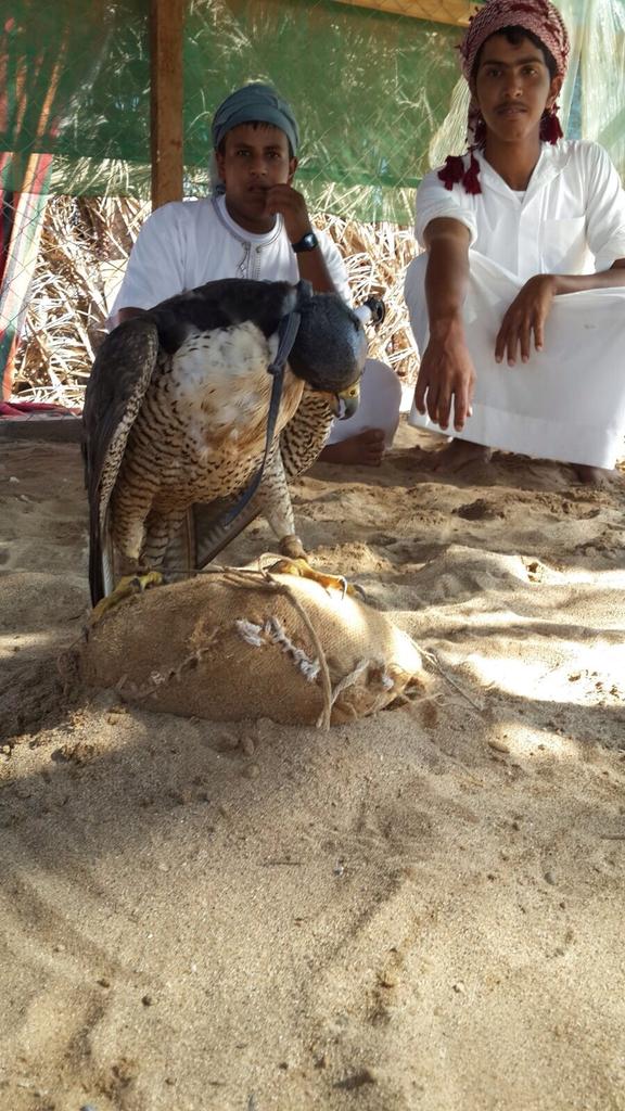 jaber_3636's tweet photo. الان تم طرح قرناسه  تامه 
عند باسل عبدالله الفايدي
 في الشعلان https://t.co/fmnjs9n2Sf