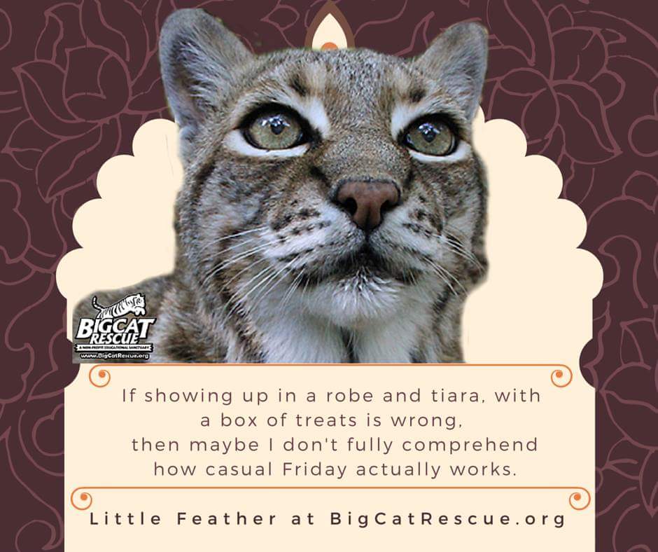 dawna28's tweet photo. :) @MuellerDebi @ColeTheBlackCat @BilliePerry @sammiesfriends @wcsanctuary #JustCallMePrincess https://t.co/njBWX9ZxrD