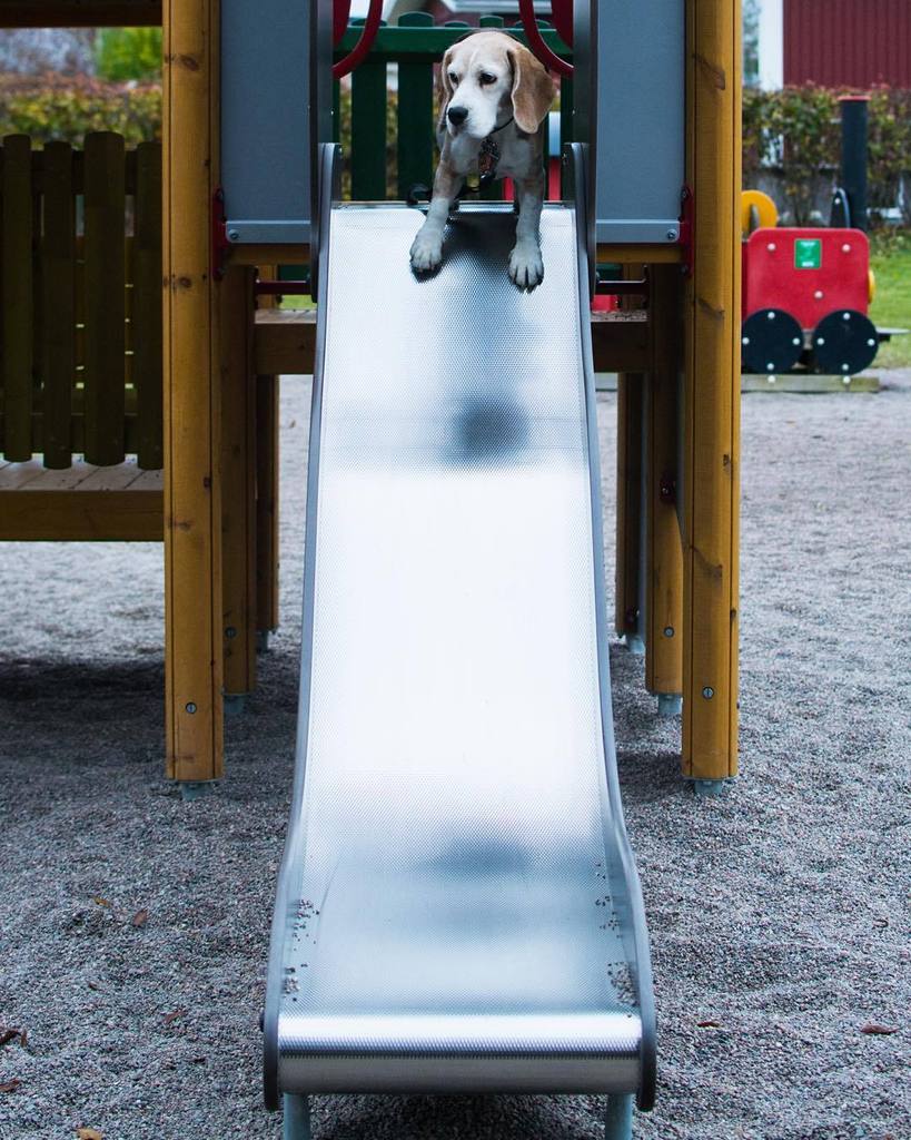 sickanthebeagle's tweet photo. Ok Dad! Look at me, look at me! I'm going to ride!
•••
#beagle #weeklyfluff #GrumpyBeagles… https://t.co/1alJ57FUt5 https://t.co/ZAKNsYrqAt