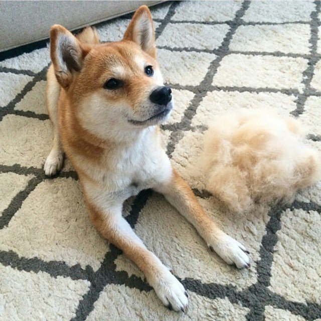 FurryCuddlyPets's tweet photo. https://t.co/16bzJn9u52