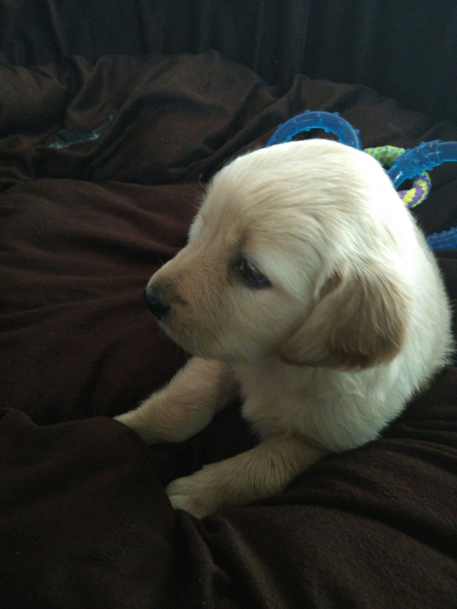 OnePlus_IN's tweet photo. Let's welcome our adorable, little pup who recently joined OnePlus India. Can you guess her name? https://t.co/pHApvk9XMt