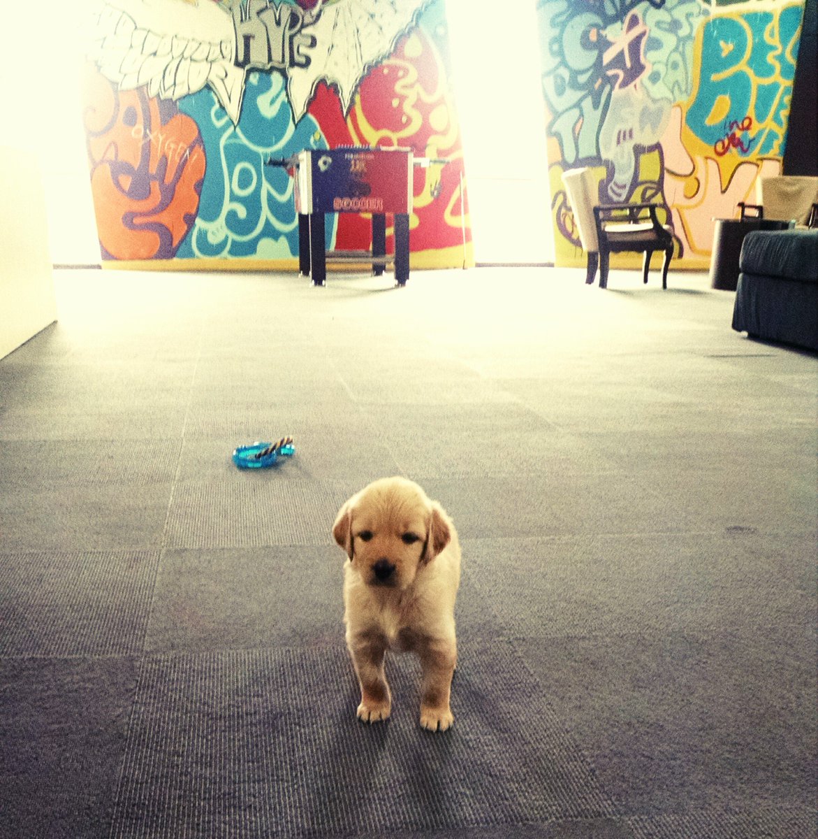 OnePlus_IN's tweet photo. Let's welcome our adorable, little pup who recently joined OnePlus India. Can you guess her name? https://t.co/pHApvk9XMt
