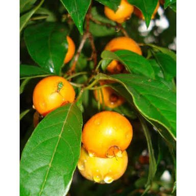 GenkidamaGoku's tweet image. @Francine_Zanqui #Gabiroba 👏👏👏👏