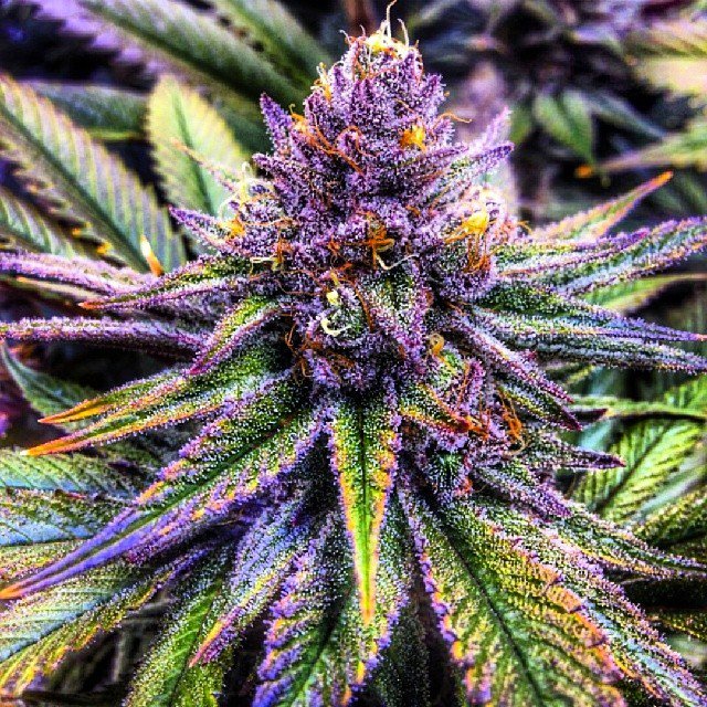 CannabisMH's tweet photo. Name that strain! https://t.co/kUfSrvVJ8z