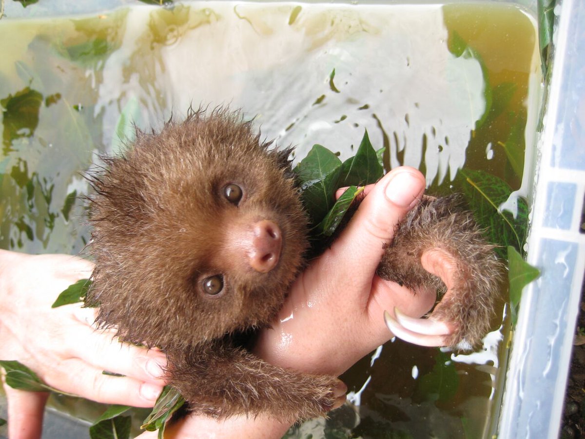 AdoptASloth's tweet photo. How can your heart not melt looking at this baby Sloth? https://t.co/t3B2HbXSBA