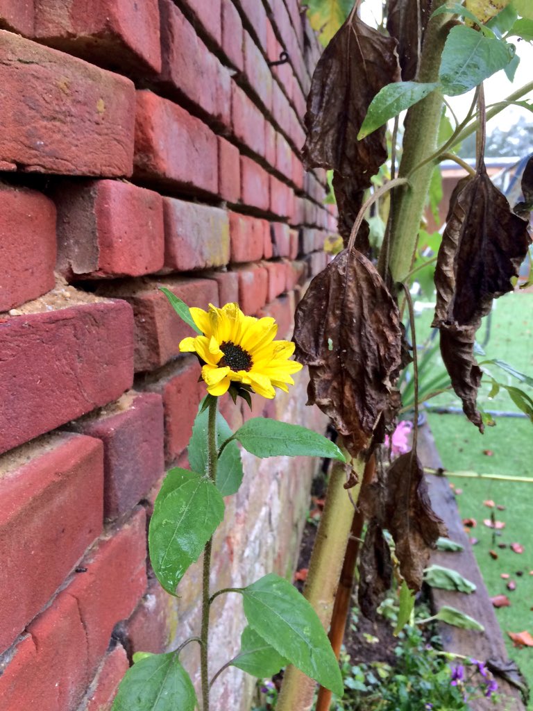 ikopta's tweet photo. So when to pull up #sunflower yesterday and found this #lifefromdeath #norfolkhour #edpphoto https://t.co/xbRzvNX6G2