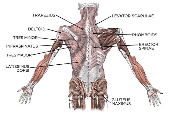 MusclesWorkouts's tweet photo. #BUILDseries -a-better-back-balanced_guide!BlowUp Your Arms By Doubling Up Your Workouts!https://t.co/DjuHA6GtSp https://t.co/uPZ2RFB6y4