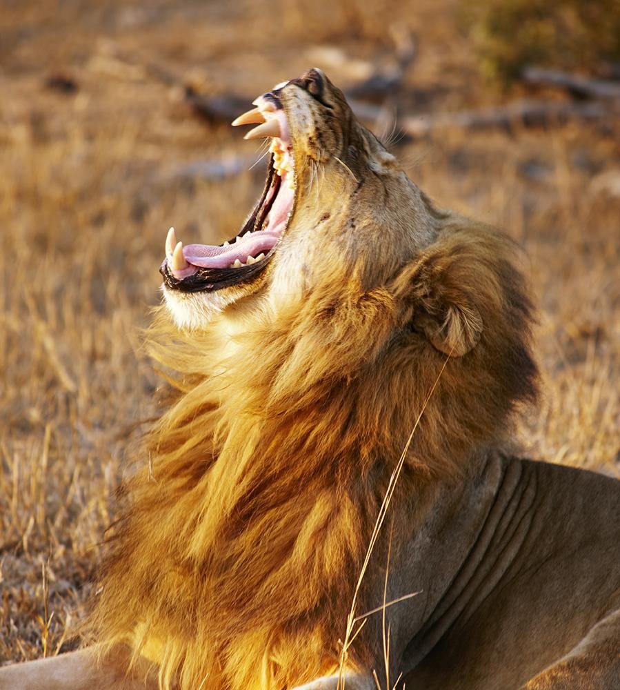 SafariAndCity's tweet photo. It's finally Friday and this lion from @Cheetah_Plains looks exactly how we feel! #TGIF https://t.co/fFO2iP2Ln2