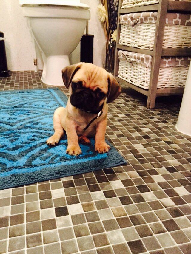 BillyMcClintick's tweet photo. Wee paddy🐶 https://t.co/3caciUHr9B