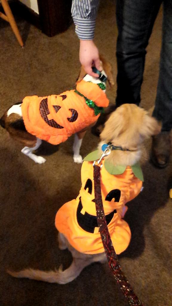 ZeldaTheGolden's tweet photo. It was a pumpkin parry #Halloween 

#GoldenRetriever #Beagle #Pumpkins #Partyhardy #Retriever #Zelda https://t.co/fSF7dRTUpq