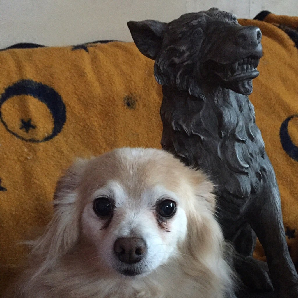 sarahanunn's tweet photo. "OMG is it behind me?" Nacc Mac Feegle: NOT the bravest dog in the world. #yikes #help!!! #savememom #dogsoftwitter https://t.co/b5EowsCx9y