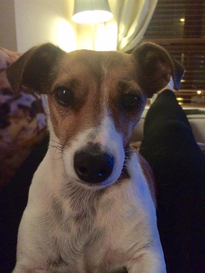 My friend's dog has been missing for over a day now. Carryduff/Saintfield Rd area. Keep your eyes peeled pls!