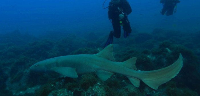 TheScubaNews's tweet image. A Dive Industry Proposal for a New Shark Sanctuary in the South Atlantic dive.im/1RrXVWI