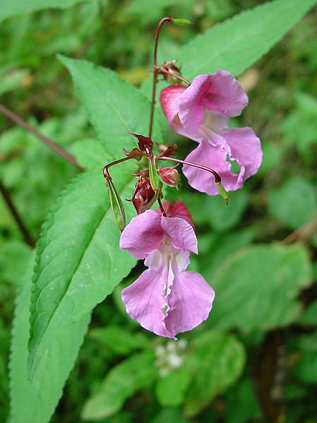 eco_sapien's tweet photo. Is Himalayan balsam good or bad for #insect #pollinators? https://t.co/VUCb7h2WV1 ArtMechanic (CC) @BES_Invasive https://t.co/6erVaqaxi1