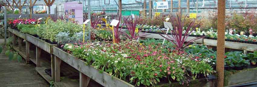 BillsPlants's tweet photo. Get your spring bedding plants in - we have a good selection. #gardening #Gateshead https://t.co/4Kr3rPORSd https://t.co/QpTdvP4oKt