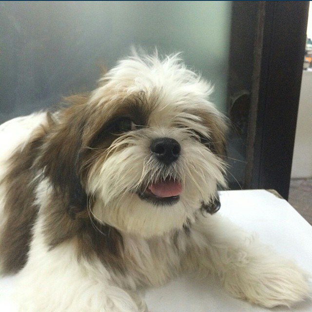 FurryCuddlyPets's tweet photo. https://t.co/FtJVhtl6lS