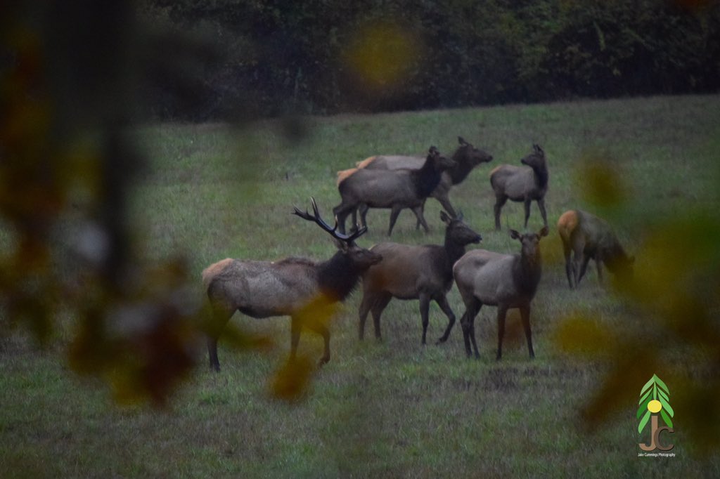 Pristine Outdoors on Twitter "Nice Rosie spotted while out deer hunting, of course. hunting 